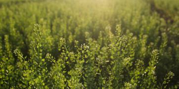 Flowering crop in the sun
